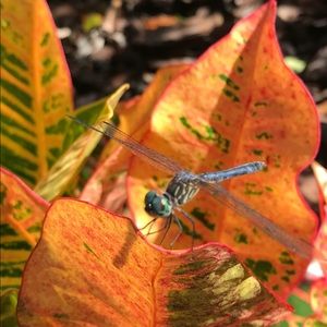 Meet your Posher, Marisa